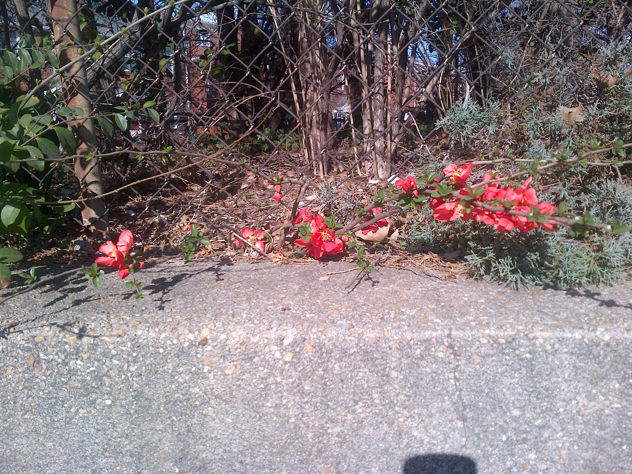 First Azalea of Spring First Azalea of Spring