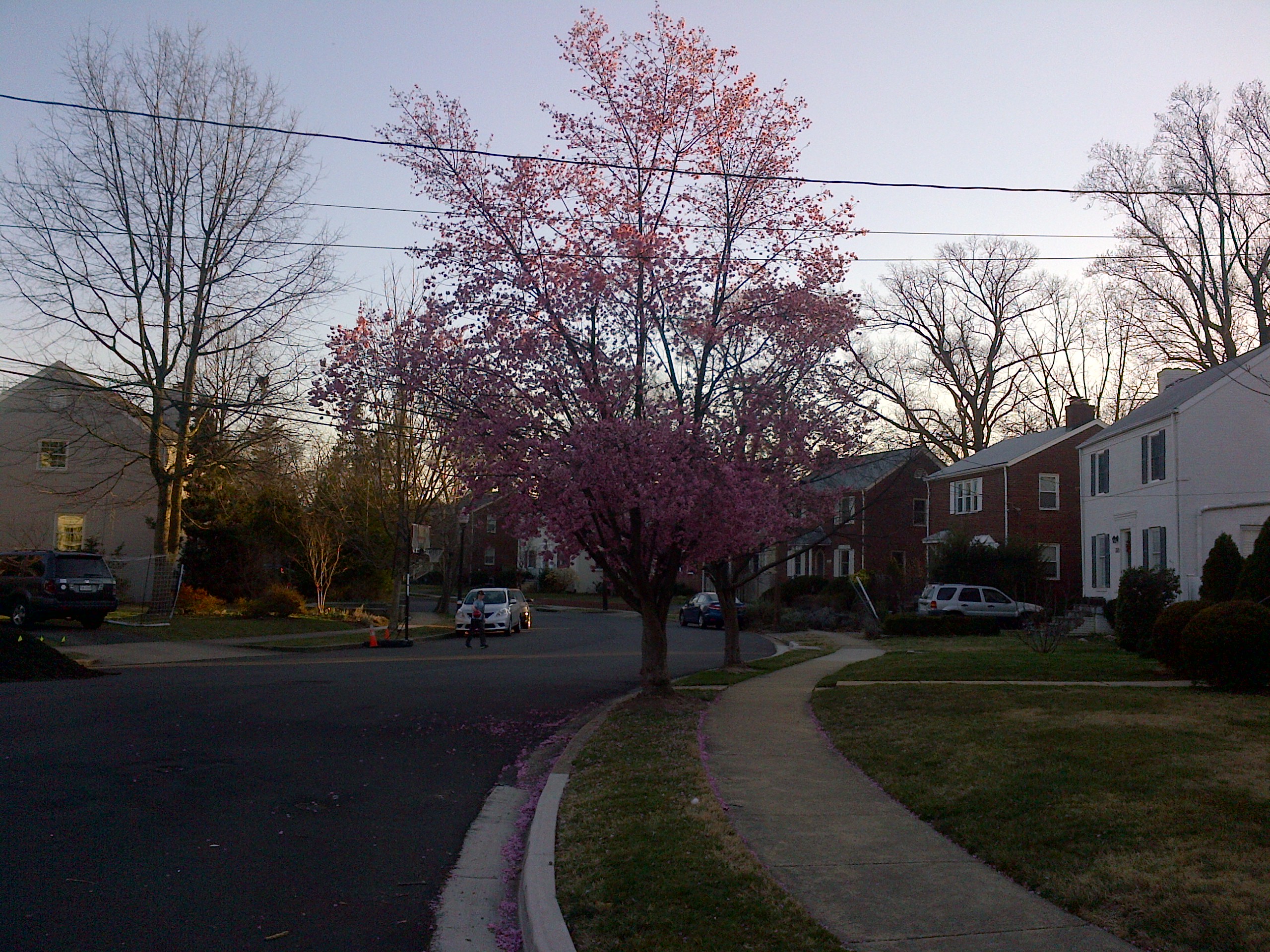 First Blooming Dogwood of Spring First Blooming Dogwood of Spring
