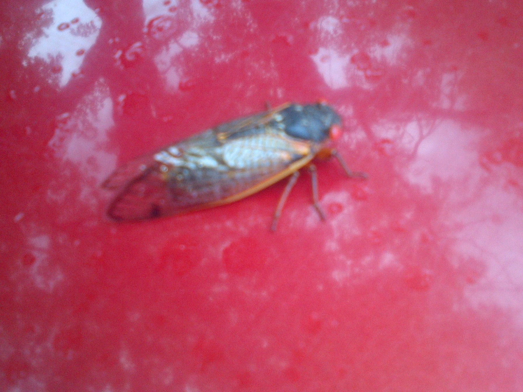 First Cicada of 2017 First Cicada of 2017