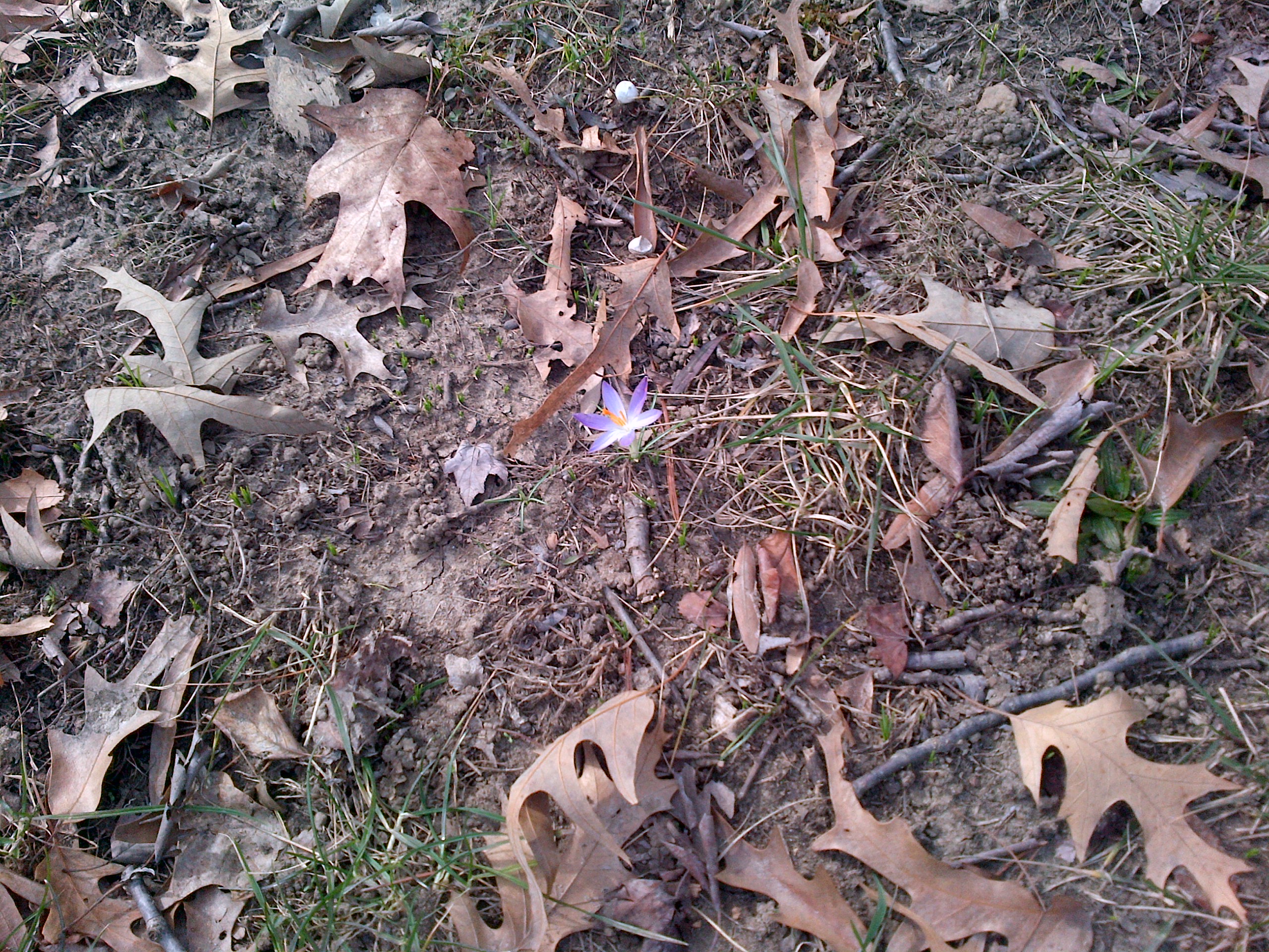 First Crocus of Spring First Crocus of Spring
